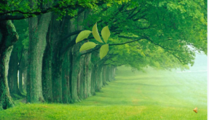 M0092中班语言《落叶》视频+教案+课件+音乐+反思-幼师资源库