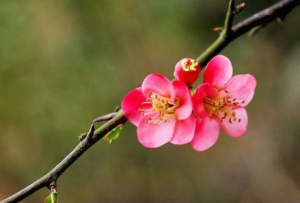 S1264小班美术《梅花手指点画》(微课)视频+课件+教案+反思-幼师资源库