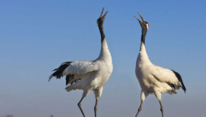 L1231大班美术《美丽的丹顶鹤》视频 课件 教案-幼师资源库