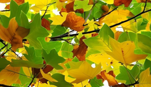 L1202大班美术水粉画《秋天的树林》视频+课件+教案+音乐-幼师资源库