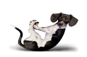 L0316大班健康《汪汪瑜伽队》视频+课件+反思-幼师资源库