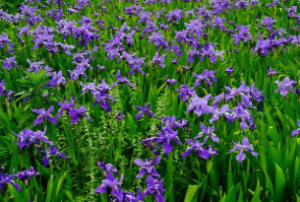 M1513中班音乐游戏《马兰花》视频+教案+音乐+课件-幼师资源库