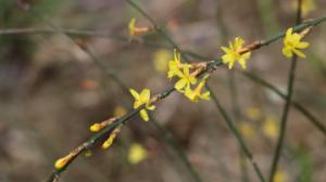 M1340中班美术《“纸”尖上的春天》视频+课件+教案-幼师资源库