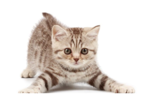 S1232小班美术折纸《小猫哺哺》视频+教案+课件+音乐+图片-幼师资源库