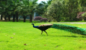 M1509中班音乐活动《金孔雀轻轻跳》视频+教案+课件+音乐+教具-幼师资源库