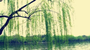 L0025大班语言活动《假如我是一棵树》视频+教案+课件+反思-幼师资源库