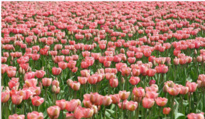 S1223小班美术《花儿一片片》视频课件教案-幼师资源库