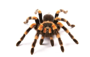 M0663中班科学《动物怎样睡觉》视频+课件+教案+反思-幼师资源库