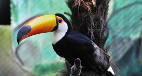 S0025小班健康《动物变变变》视频+课件+教案-幼师资源库