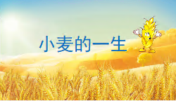 M0484中班社会《小麦的一生》PPT课件+教案+音乐-幼师资源库