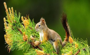 L1406大班韵律《小松树和小松鼠》视频+教案+音乐+简谱+课件-幼师资源库