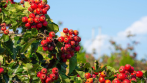 S1204-小班美术《秋天的果园》课件+教案+操作纸-幼师资源库