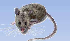 M1005中班数学游戏《猫捉老鼠》 视频+教案+课件+打印图-幼师资源库