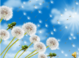 S1222小班美术《舞动的蒲公英》视频+课件+教案+音乐-幼师资源库