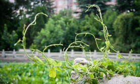 M1328中班美术水粉画《跳舞的藤蔓》视频 课件 教案-幼师资源库