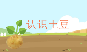 K054-科学领域《认识土豆》《认识马铃薯》课件+教案-幼师资源库