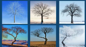 M1322中班美术《长长的街树》视频 课件 教案-幼师资源库