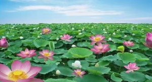 M0186中班语言《荷花荷花几月开》视频+教案+PPT课件-幼师资源库