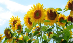 M1347中班美术《我爱向日葵》视频 课件 教案-幼师资源库