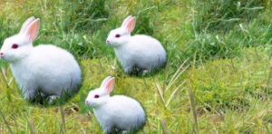 S0620小班科学《找朋友》视频+课件+教案+点评+音乐+打印图-幼师资源库