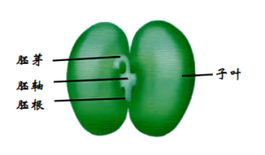 L0751大班科学《种子的秘密》视频+教案+课件-幼师资源库