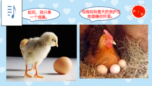 S0685小班科学《鸡宝宝长大了》课件+视频+音频-幼师资源库