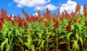 S1403大中小班音乐《秋天多么美》课件+教案+音乐-幼师资源库