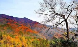 L1203大班美术《秋天的树叶》(微课)视频+课件+教案+反思-幼师资源库