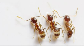 S1618小班体育游戏《蚂蚁搬家》视频+教案+音乐-幼师资源库