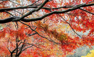 M1306-中班美术《秋天的树林》(微课)视频+教案+课件+反思-幼师资源库