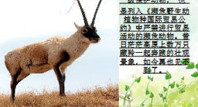 L0523大班社会《保护珍稀动物》(微课)视频+课件+教案-幼师资源库