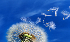 M0673中班科学《风的奥秘》(微课)视频+课件+教案+反思-幼师资源库