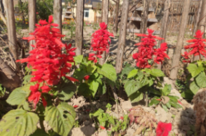 S1201-小班美术《多彩的秋天》视频+教案+PPT课件-幼师资源库