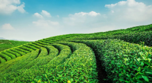 M1344中班美术《茶末创意画》视频+教案+课件+音乐-幼师资源库