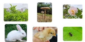 S0670小班科学语言《春雨中的小动物》课件+教案+教具-幼师资源库