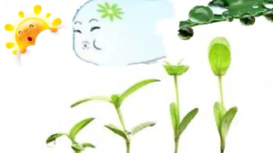 M0120中班语言《芽儿》视频+课件+教案+反思+配音-幼师资源库