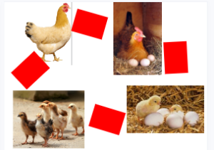 L0700大班科学游戏《奇妙的循环往复》视频+课件+教案+打印图-幼师资源库