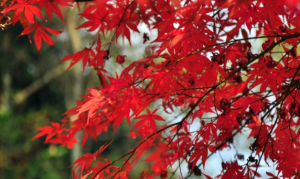 M0171中班语言活动《秋天的颜色》视频+教案+课件+反思+配乐-幼师资源库