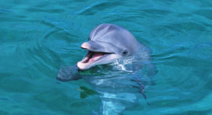 S0244小班语言《海豚》视频+教案+课件+音乐-幼师资源库