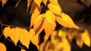 L0765大班科学《有趣的风》(微课)视频+课件+教案+反思-幼师资源库