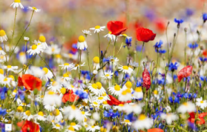 S1474小班音乐《小兔看花》2024 视频+教案+PPT课件+音乐-幼师资源库