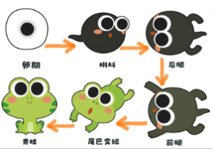 H020、小蝌蚪的成长过程-环创素材-幼师资源库